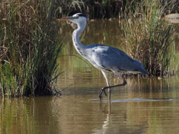 Aus del delta del Llobregat