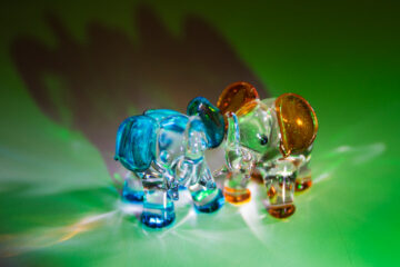 Dijous fotogràfics 2026